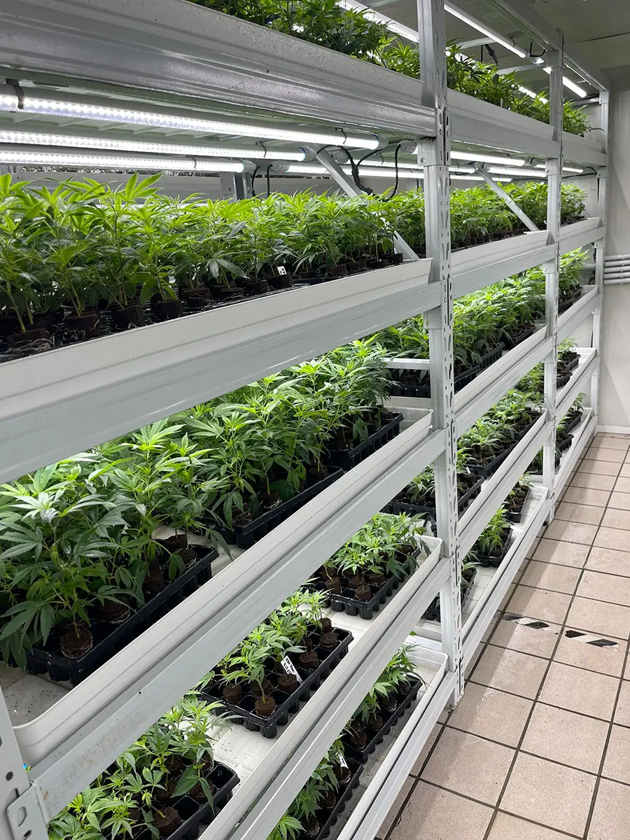 Cannabis Stecklinge Produktion 2